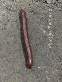 Duizendpoten [Trigoniulidae]